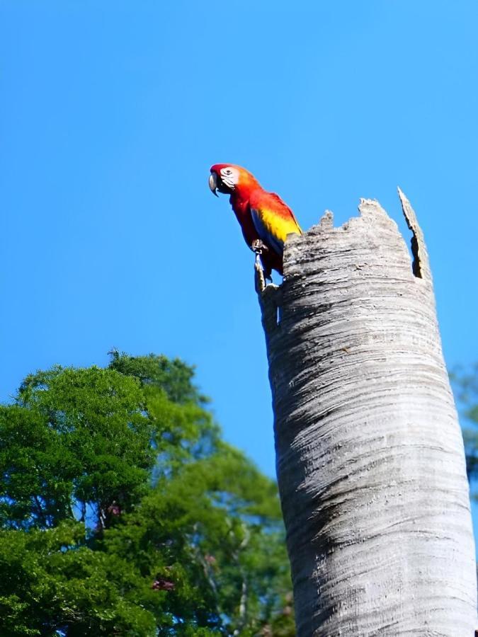 ホテル Fully Furnished Family Jungle Tent, Latino Glamping パケラ エクステリア 写真